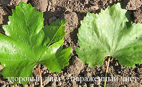 Виноград болезни ягод. Незаразные болезни