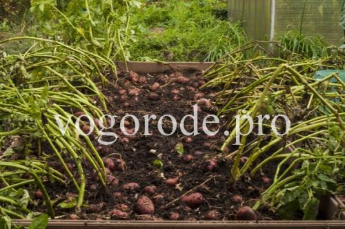 Вырастить картофель в коробе. Выращивание картофеля в коробе