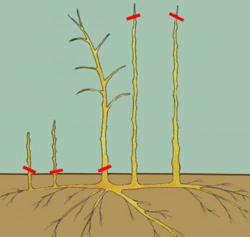 Как правильно привязать малину. Обязательно ли подвязывать малину 06 Как правильно привязать малину. Обязательно ли подвязывать малину 06