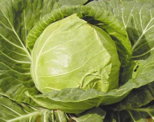 Семена капусты лучшие сорта. Лучшие сорта ранней капусты 03