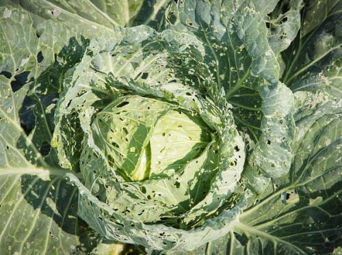 Как бороться с крестоцветной блошкой на капусте. Крестоцветная блошка на капусте –, как бороться с помощью химических и народных средств 06