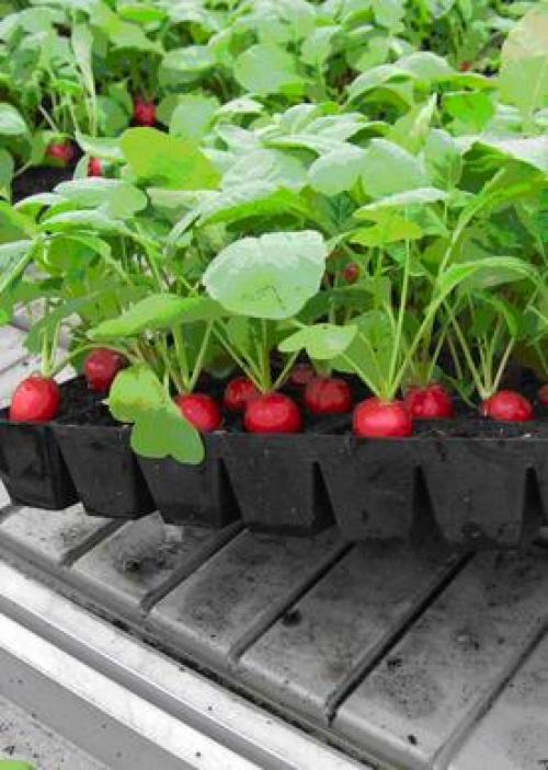 Выращивание редиса в неотапливаемой теплице. Раннее выращивание редиса в неотапливаемой теплице