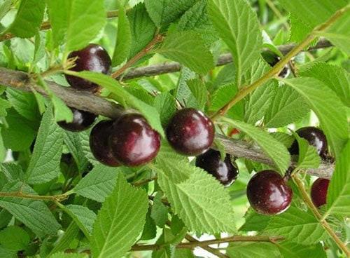 Самые лучшие сорта войлочной вишни. Популярные сорта войлочной вишни