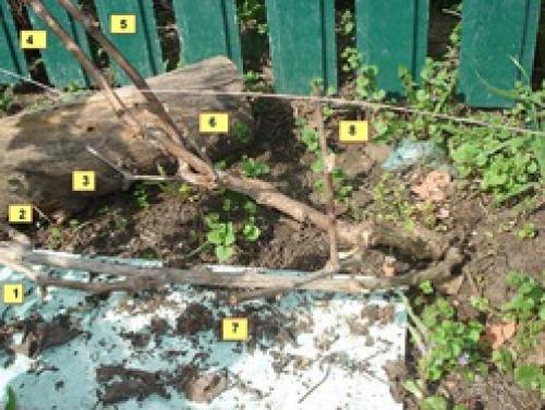 Обрезка 3-х летнего винограда осенью. Помогите обрезать 3х-летний виноград по фото