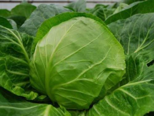 Семена капусты лучшие сорта. Лучшие сорта ранней капусты 02