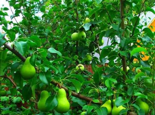 Ok google, как привить яблоню. Что на, что прививать?