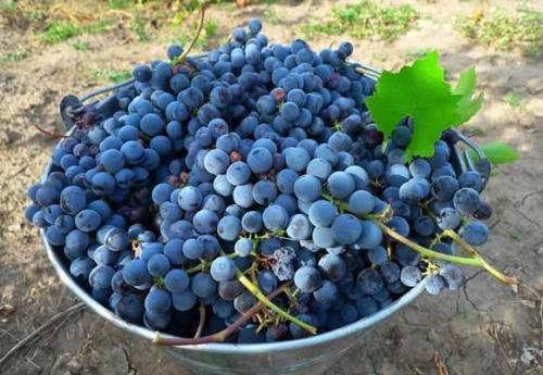 Обрезка винограда осенью на Урале. Посадка винограда на Урале 07