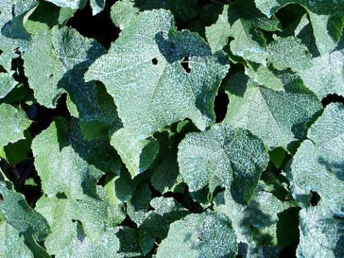 Виноград на дальнем востоке посадка уход. Навигация по записям