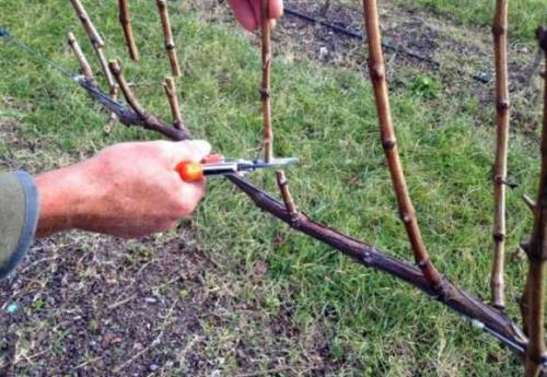 Обрезка винограда осенью на Урале. Посадка винограда на Урале 06