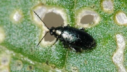 Химические методы борьбы с крестоцветной блошкой. Крестоцветная блошка: меры борьбы