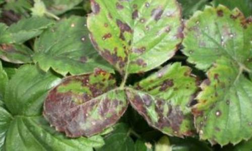 Обработка клубники осенью от болезней и вредителей. Осенняя обработка клубники