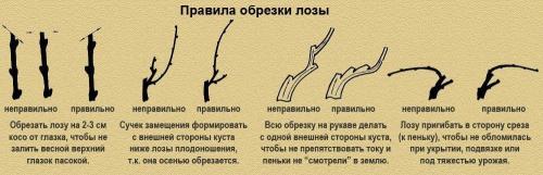 Обрезка 1 годичного винограда. Что можно обрезать