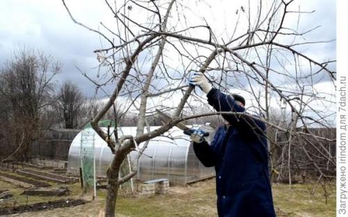 Обрезка 5 летней яблони. Обрезка яблони