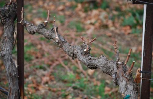 Обрезка винограда осенью на Урале. Посадка винограда на Урале 01