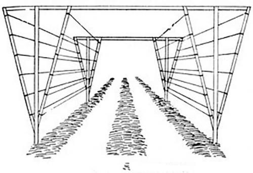 Как сделать шпалеру для малины. Шпалера для малины: особенности применения приспособления 04 Как сделать шпалеру для малины. Шпалера для малины: особенности применения приспособления 04