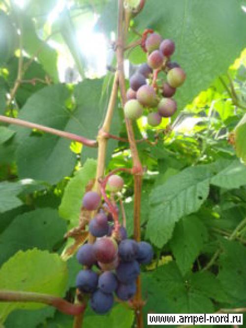 Когда поливать осенью виноград. подзимний полив винограда