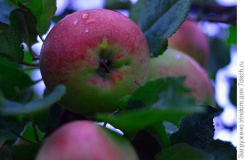 Обрезка 5 летней яблони. Обрезка яблони