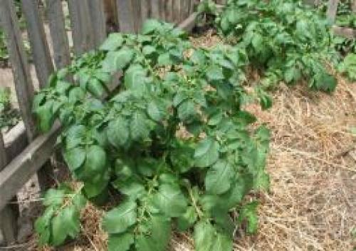 Что происходит с яблоней весной. Уход за яблоней весной