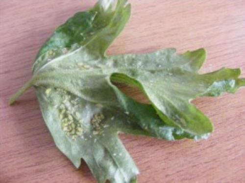 Покраснели листья черной смородины. 