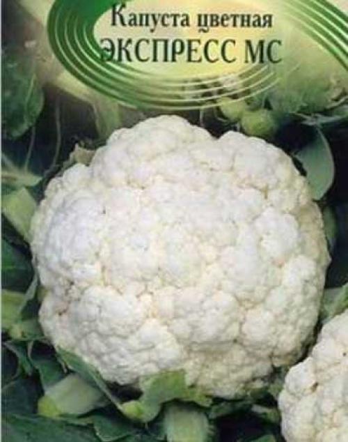 Семена капусты лучшие сорта. Лучшие сорта ранней капусты 05