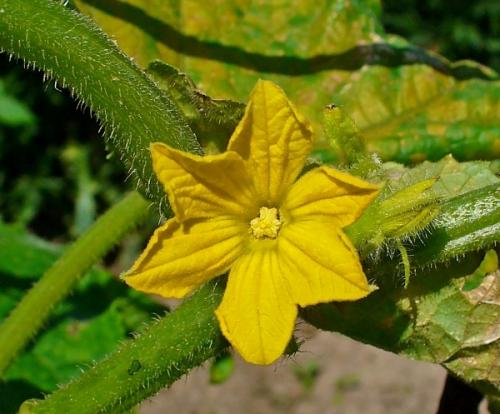 Почему желтеют завязи огурцов на балконе. Почему желтеют завязи на огурце - видео