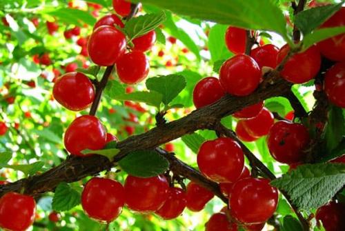 Самые лучшие сорта войлочной вишни. Популярные сорта войлочной вишни