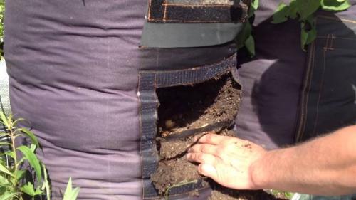 Картошка в мешке урожай. Выращивание картофеля в мешках