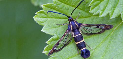 На смородине красные листья, как бороться. Причины появления 11