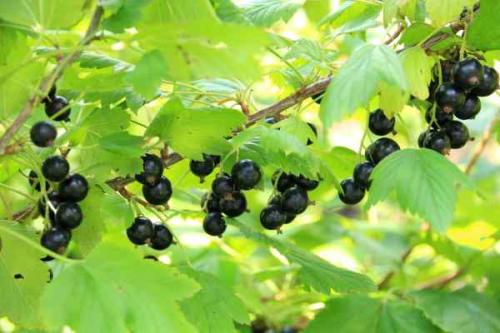 Чем удобрять смородину после сбора урожая. Для чего нужно смородине осеннее удобрение 04