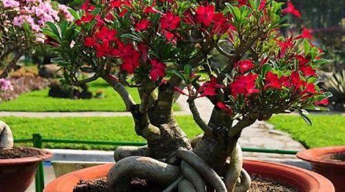 Как и когда формировать адениум. Как правильно осуществлять обрезку адениума?