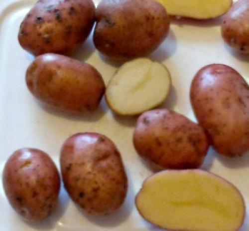 Сорта картофеля в украине. Сорта картофеля для Юга Украины: фото и описание