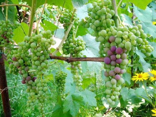 Влагозарядный полив винограда. Когда поливать виноград: о тветы на часто задаваемые вопросы по поливу