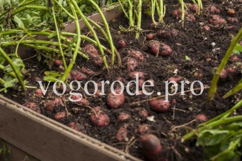 Вырастить картофель в коробе. Выращивание картофеля в коробе