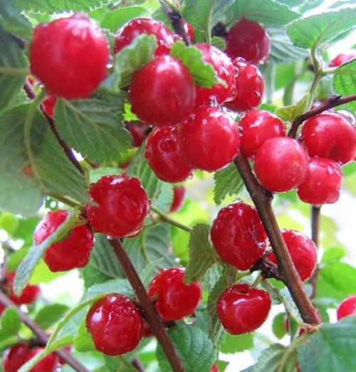 Самые лучшие сорта войлочной вишни. Популярные сорта войлочной вишни