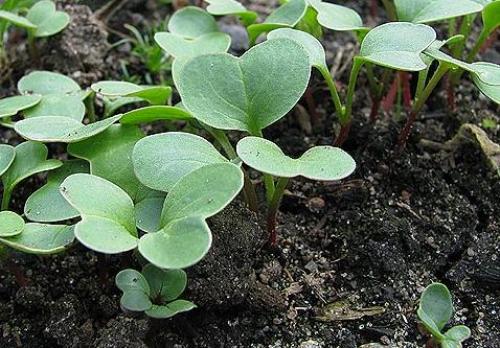 Выращивание редиса в неотапливаемой теплице. Раннее выращивание редиса в неотапливаемой теплице