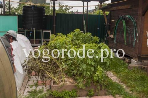 Вырастить картофель в коробе. Выращивание картофеля в коробе