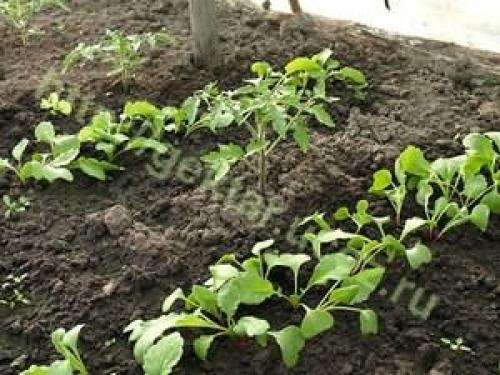 Посев редиски в январе. Когда сеять редис в теплице: сроки и благоприятные условия