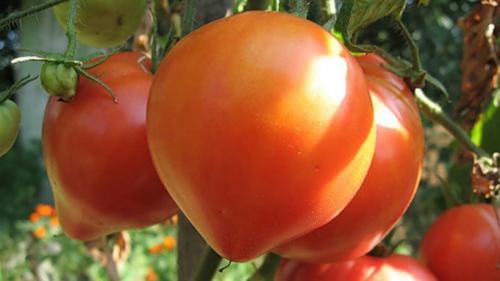 Семена помидор для теплиц. Урал, или время выращивать помидоры