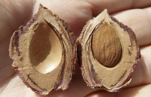 Посадка персика расстояние между деревьями. Выбираем место и определяем соседство 03 Посадка персика расстояние между деревьями. Выбираем место и определяем соседство 03