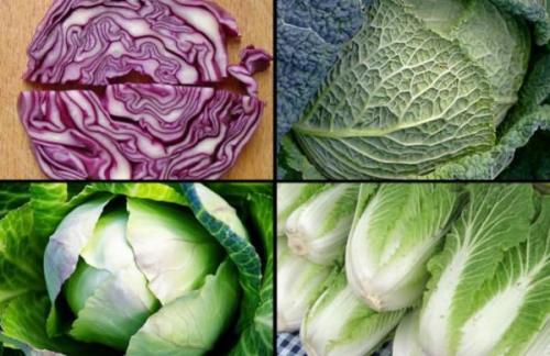 Лучшие сорта капусты форум. Лучшие сорта капусты для квашения. Квашеная капуста: технология, способы заготовки