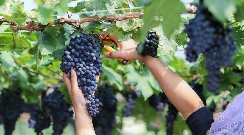 Подготовка виноградной лозы к зиме в подмосковье. Как правильно подготовить к зиме молодые кусты 01 Подготовка виноградной лозы к зиме в подмосковье. Как правильно подготовить к зиме молодые кусты 01