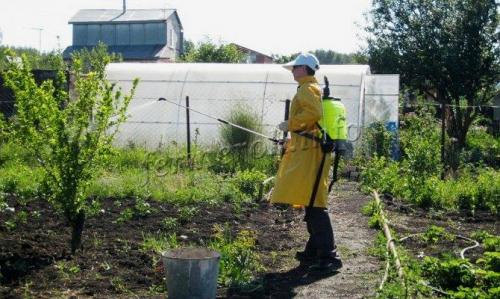 Чем подкормить больную яблоню. Чем подкормить яблоню весной