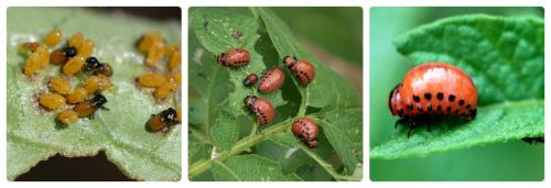 Кто ест колорадских жуков. Какая птица ест колорадского жука 01