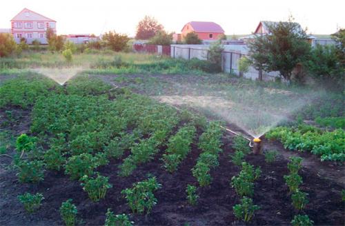 Автоматический полив для огорода. Автоматический полив огорода на даче
