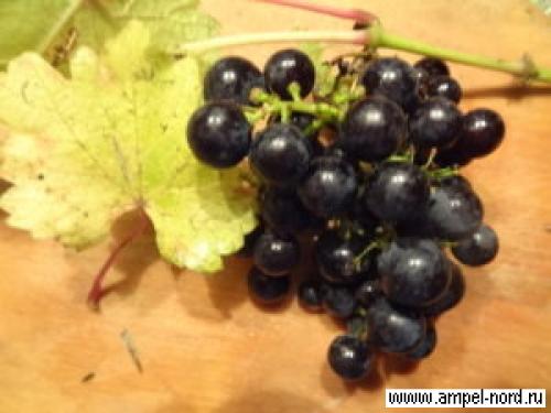 Когда поливать осенью виноград. подзимний полив винограда