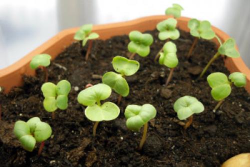 Сроки посева редиса. Посадка редиса