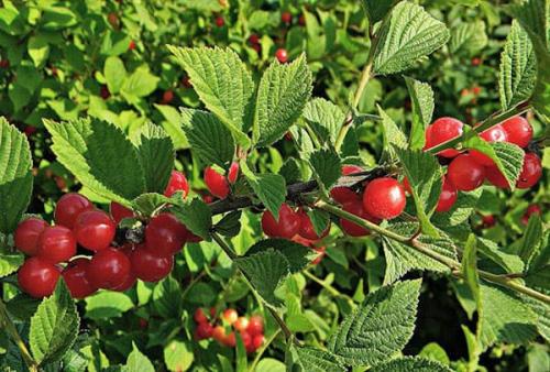 Самые лучшие сорта войлочной вишни. Популярные сорта войлочной вишни