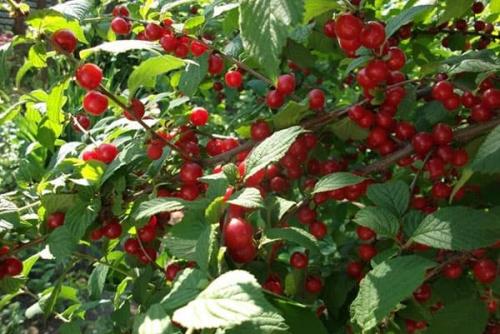 Самые лучшие сорта войлочной вишни. Популярные сорта войлочной вишни