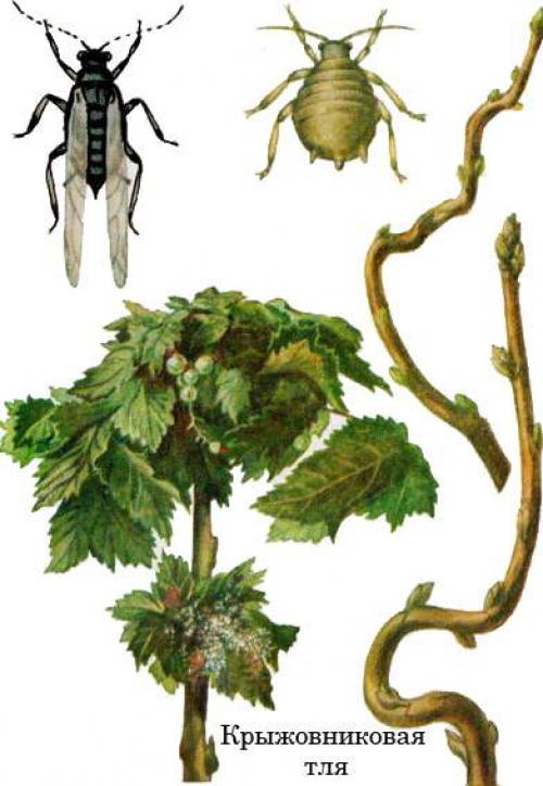 Как обрабатывать крыжовник. Для чего нужна обработка крыжовника весной: от, каких вредителей и болезней будем защищать кусты