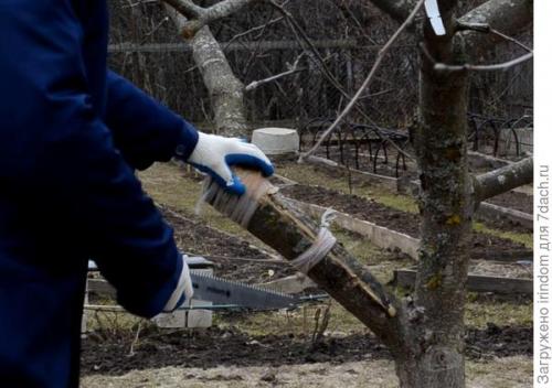 Обрезка 5 летней яблони. Обрезка яблони